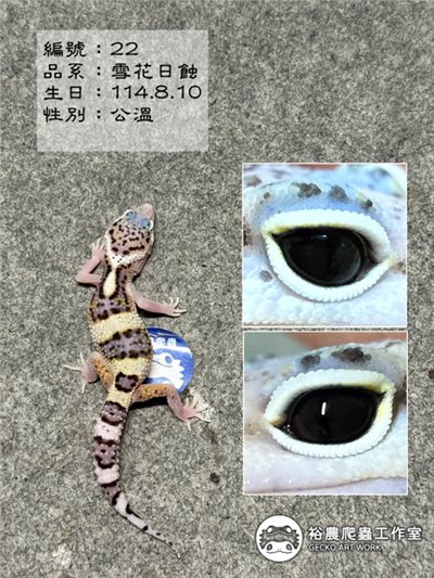 編號22
