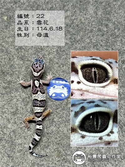 編號22