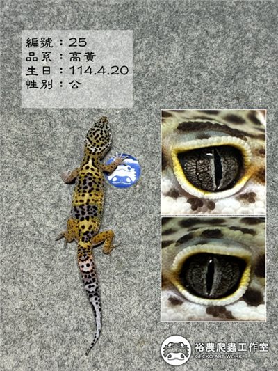 編號25