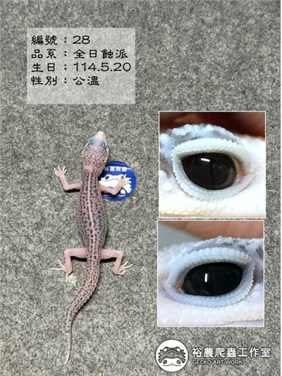 編號28
