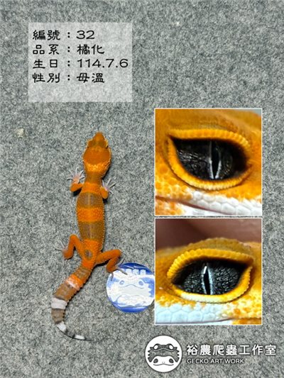 豹紋守宮編號32