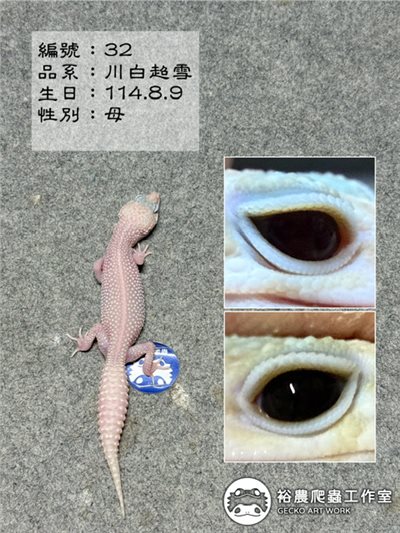 豹紋守宮編號32