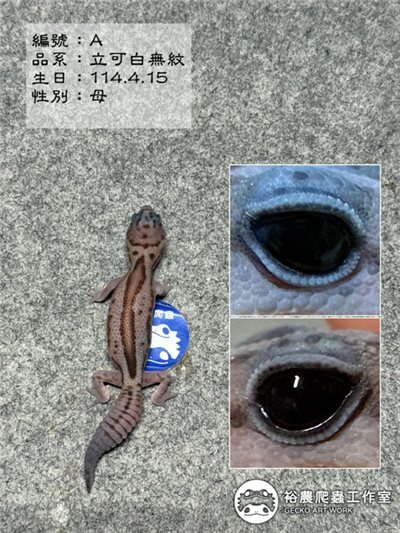 編號A