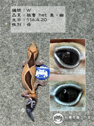 編號W