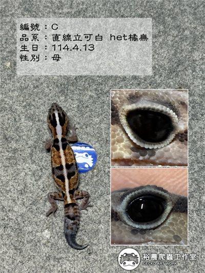 編號C