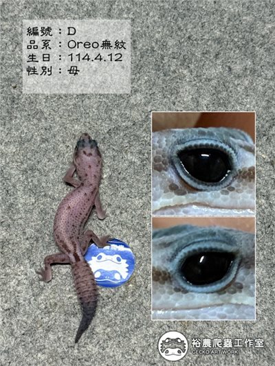 編號D