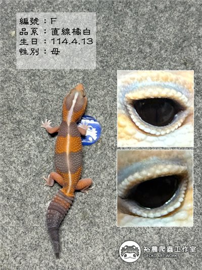編號F