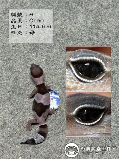 編號H