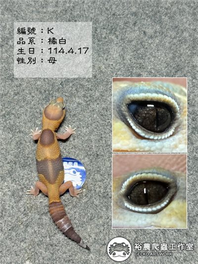 編號K