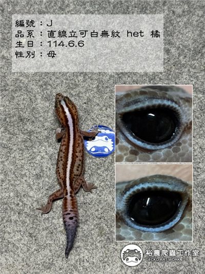 編號J