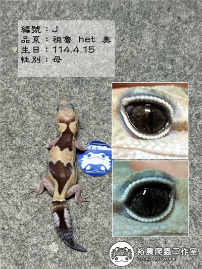 編號J