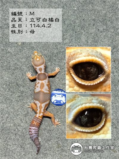 編號M