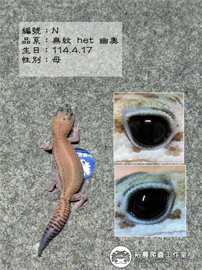 編號N