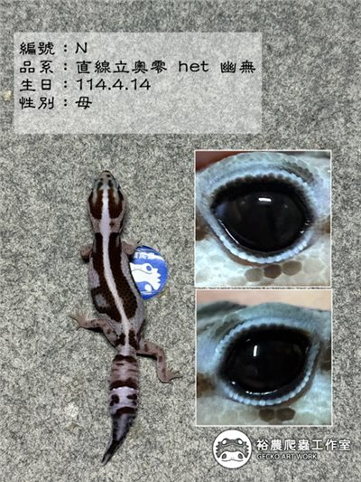編號N