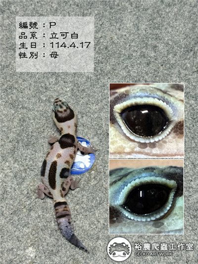 編號P