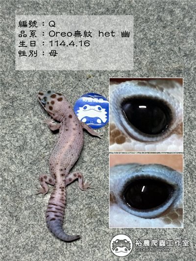 編號Q