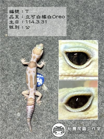 編號T