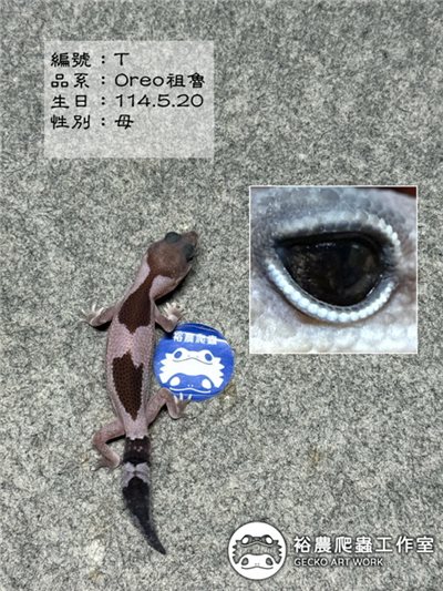 編號T