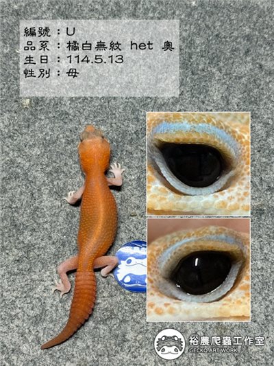 編號U