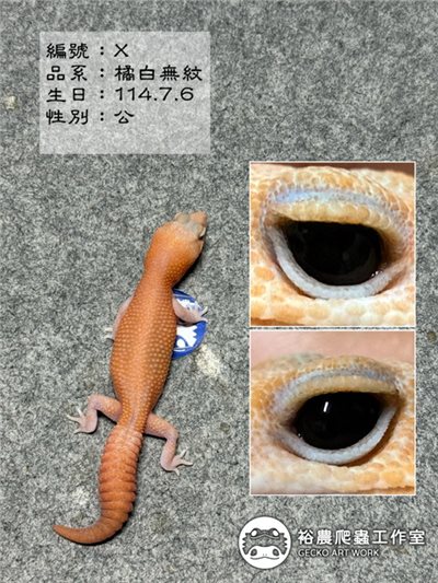 編號X