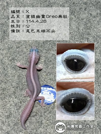 編號X
