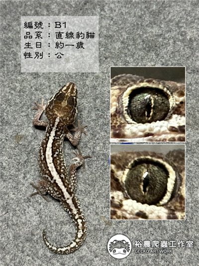 編號B1