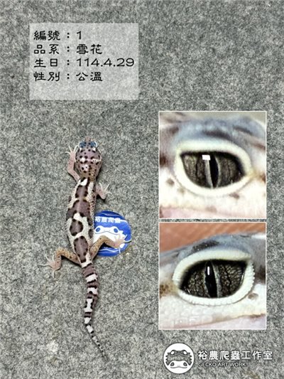 豹紋守宮編號1