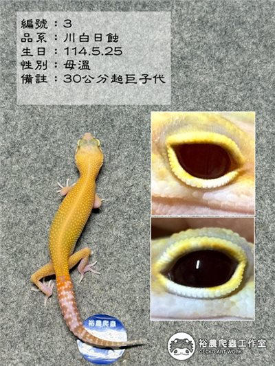 編號3
