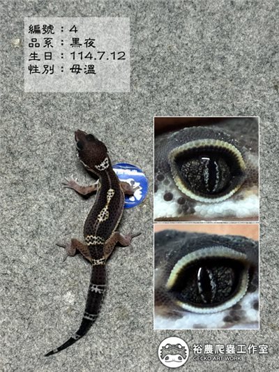 編號4