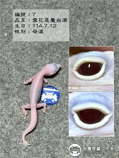 編號7