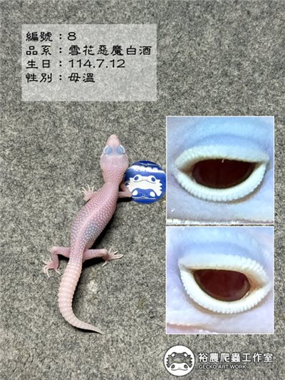 編號8