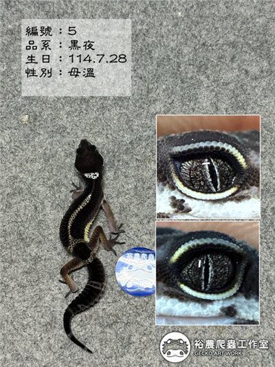 編號5