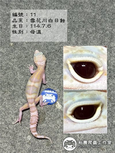 編號11
