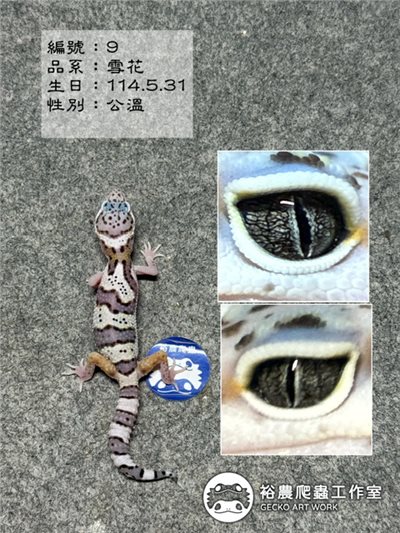 編號9