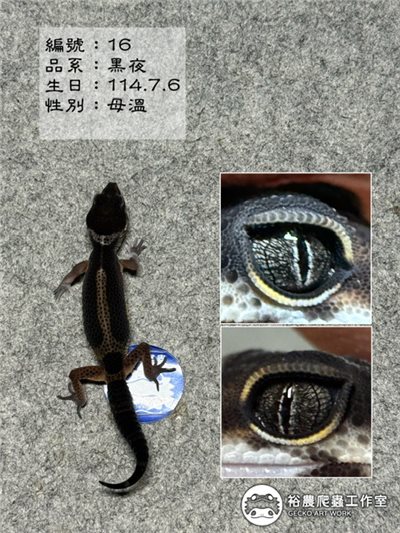 編號16
