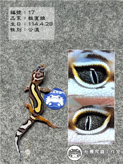 豹紋守宮編號17