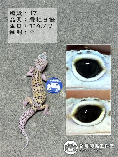 豹紋守宮編號17