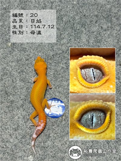 編號20
