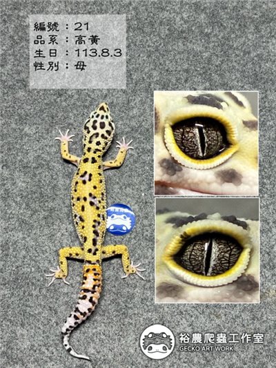 編號21