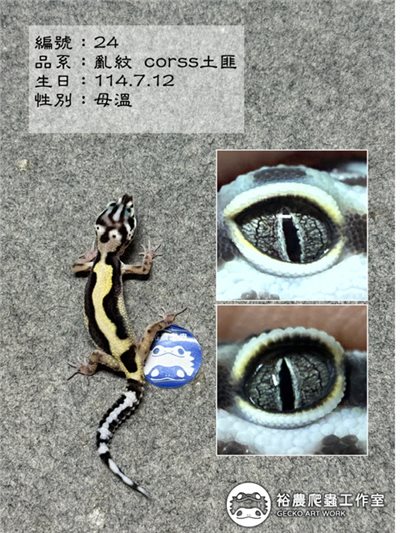 編號24