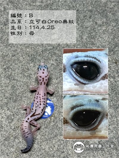 編號B