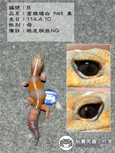 編號B