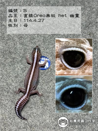 編號B