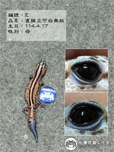 編號E