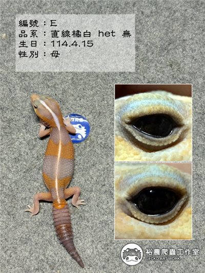 編號E