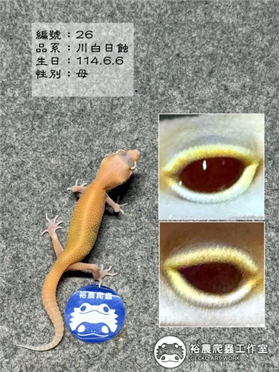 編號26