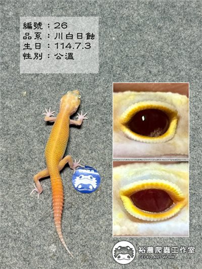 編號26