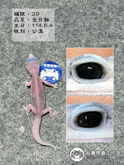 編號29