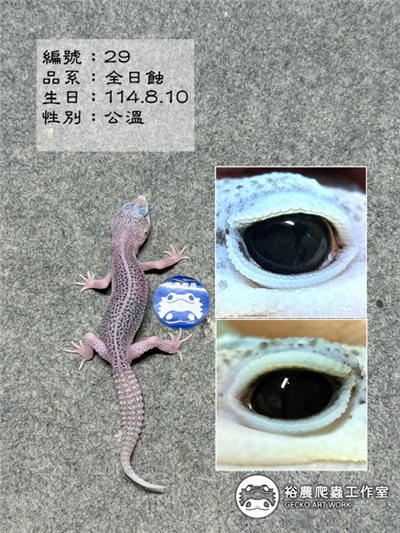 編號29