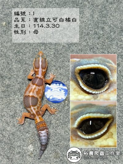 編號I